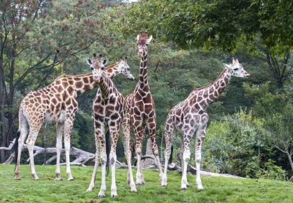 Seattle: Woodland Park Zoo Day Admission Ticket - Frequently Asked Questions