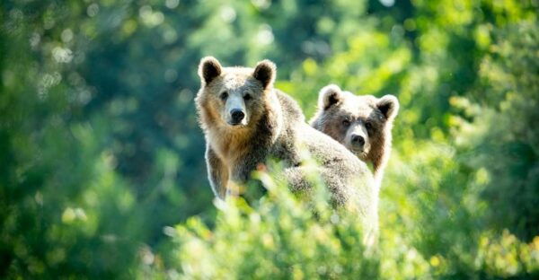 Seattle: Woodland Park Zoo Day Admission Ticket - The Sum Up
