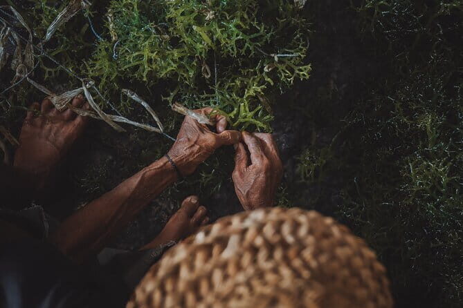 Seaweed Farming Activity and Sightseeing at Diamond Beach - Good To Know