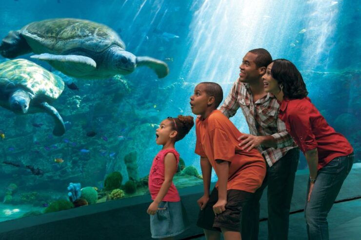 SeaWorld Orlando: Park Admission Ticket - SeaWorld Orlando Experience