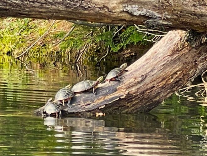 Sebago Lake: Half-Day Kayak Rental - Wildlife and Nature