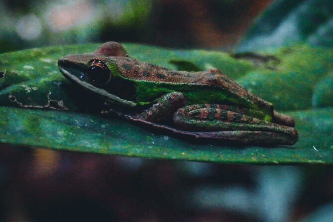 Secluded Waterfall Adventure - Wildlife and Nature Encounters