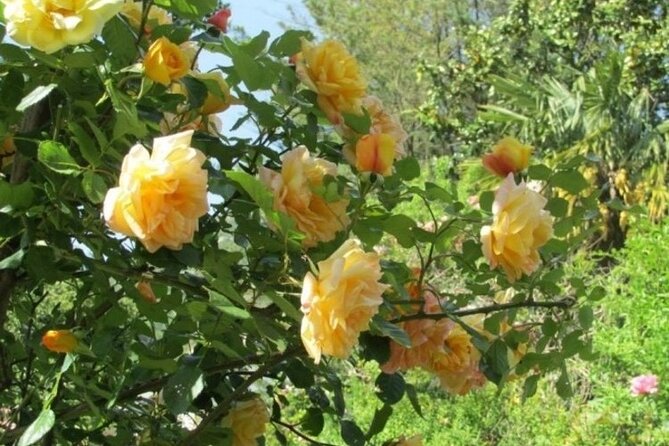 Secret Garden of the Soul - Indulge in Serenity