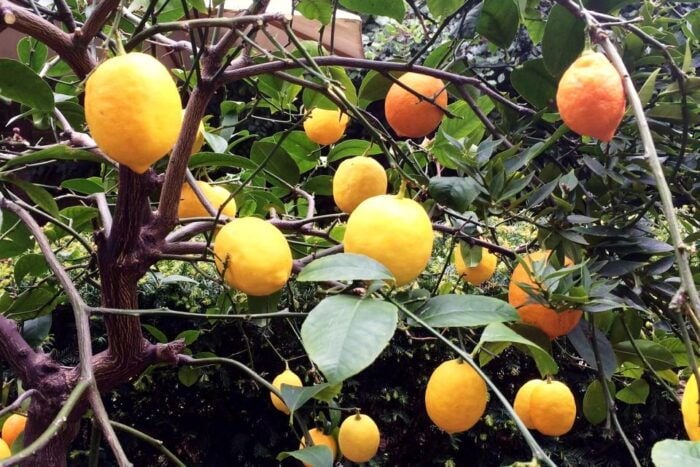 Secret Gardens of London Private Tour - FAQ
