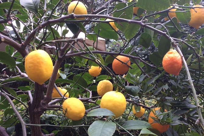 Secret Gardens Tour of London With Afternoon Tea - Tour Details