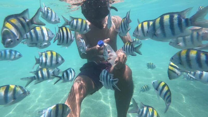 Secret Island Gili Nanggu, Sudak and Kedis Snorkeling tour - An Overview of the Tour Experience