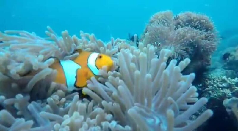 Secret Island Gili Nanggu, Sudak and Kedis Snorkeling tour - The Breakdown of the Itinerary