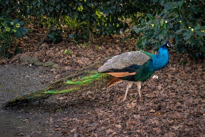 Secret Realms of Middle-earth: Lothlorien and Gladden Fields - FAQ