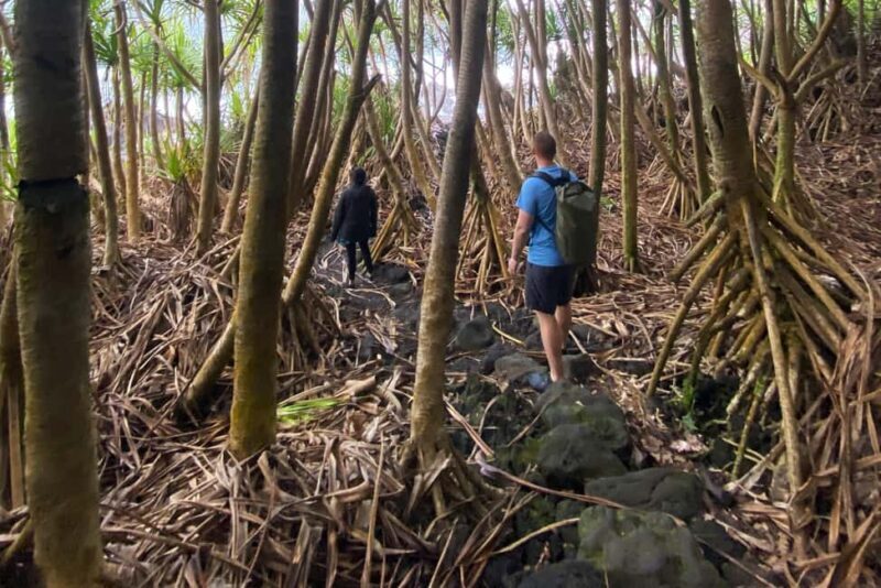 Secret Tide Pool Hike - Jungle & Coast - Private - Discover the Secret Tide Pool Hike: Jungle & Coast Adventure