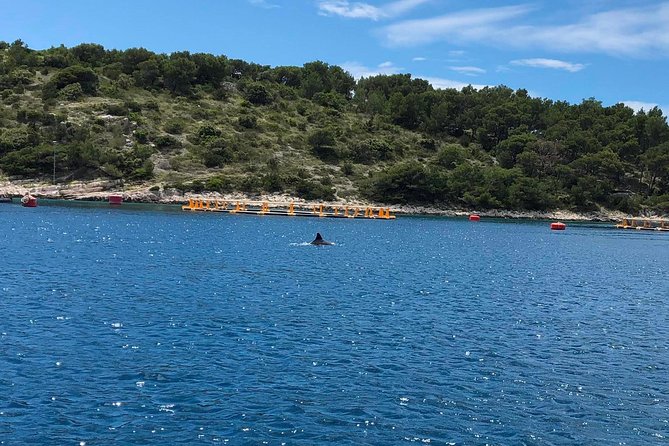 Secrets of Brac and Solta - Off the Beaten Track Croatia - Local Cuisine in Stomorska