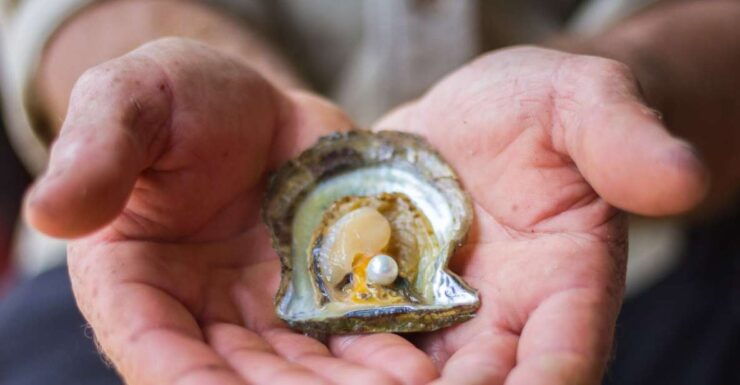 Secrets of Pearling at Broken Bay - Interactive Pearl Farm Tour Details