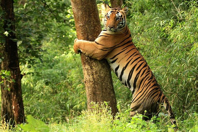Secrets of Wild India Tour - Good To Know