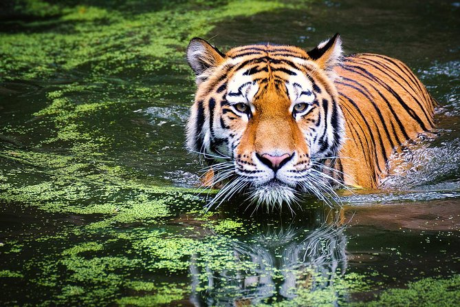 Secrets of Wild India Tour - Cancellation Policy