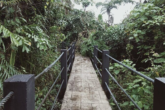 Sedim Rainforest and Canopy Walk - Good To Know
