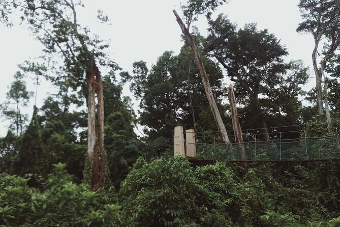 Sedim Rainforest and Canopy Walk - FAQ