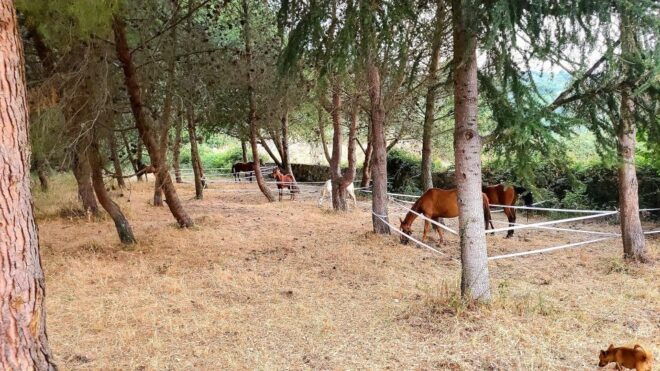 Sedini: Horseback Riding in Castelsardo Area - Inclusions