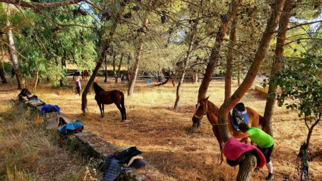 Sedini: Horseback Riding in Castelsardo Area - Restrictions