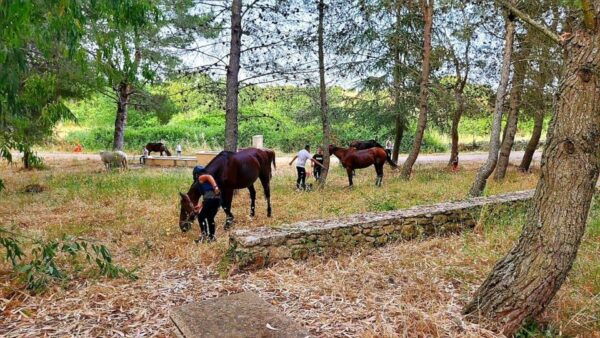 Sedini: Horseback Riding in Castelsardo Area - The Sum Up