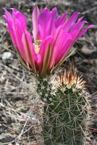 Sedona: 2-Hour Colorado Plateau Scenic Tour - Common Questions