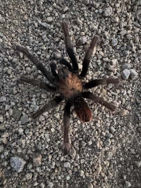 Sedona Night Hike and Stargazing Tour - FAQ