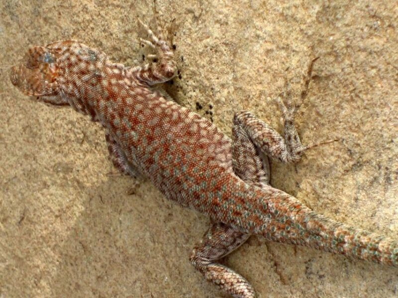 Sedona: PRIVATE 2-Hour Colorado Plateau Scenic Jeep Tour - The Sum Up