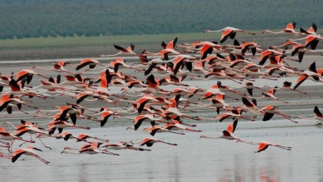 See Albufera Lake +City of Arts and Sciences on a Bike Tour - Booking