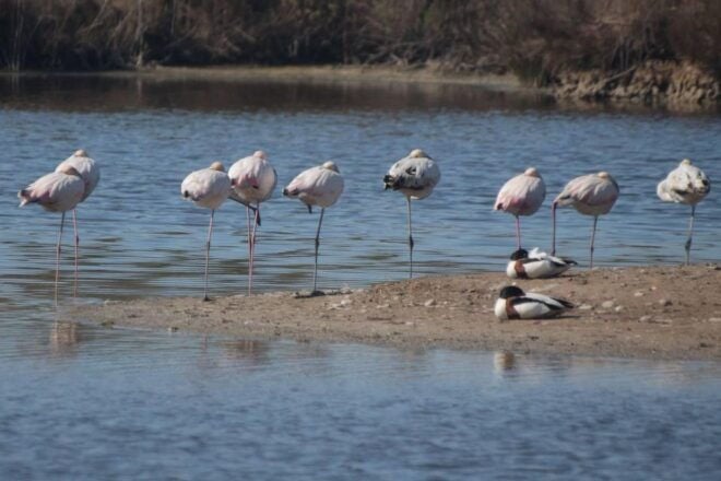 See Albufera Lake +City of Arts and Sciences on a Bike Tour - Additional Information