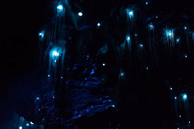See Auckland's Secret Glow Worms - Discover Auckland’s Secret Glow Worms: An In-Depth Review