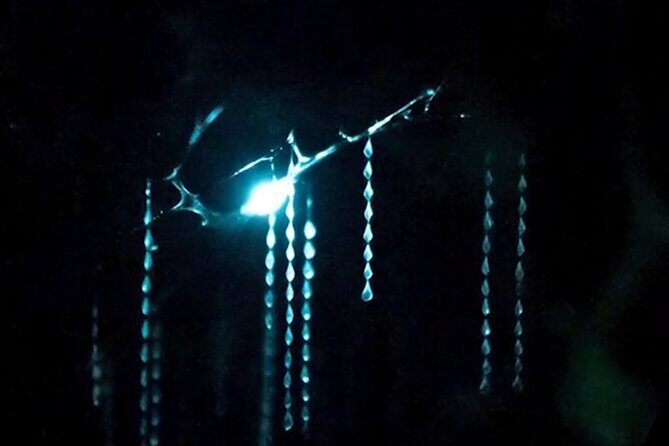 See Auckland's Secret Glow Worms - Why This Tour Offers Great Value