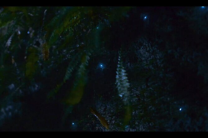 See Auckland's Secret Glow Worms - The Sum Up: Is It Worth It?