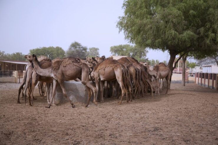 See Camel Centre, Rat Temple From Jodhpur With Bikaner Drop - Good To Know