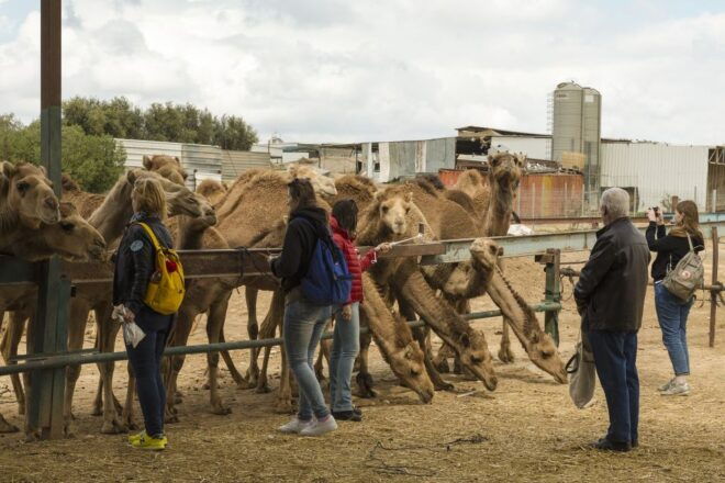 See Camel Centre, Rat Temple From Jodhpur With Bikaner Drop - Booking Information