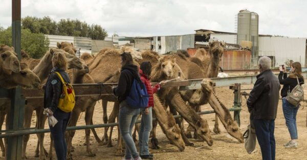 See Camel Centre, Rat Temple From Jodhpur With Bikaner Drop - Frequently Asked Questions