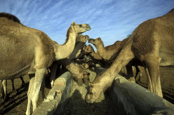 See Camel Centre, Rat Temple From Jodhpur With Bikaner Drop - The Sum Up