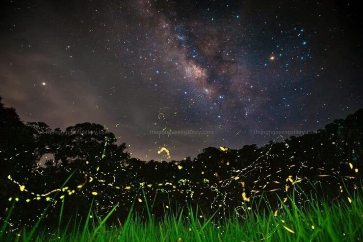 See Fireflies & Wild Animals in Cuc Phuong National Park - Pricing Information