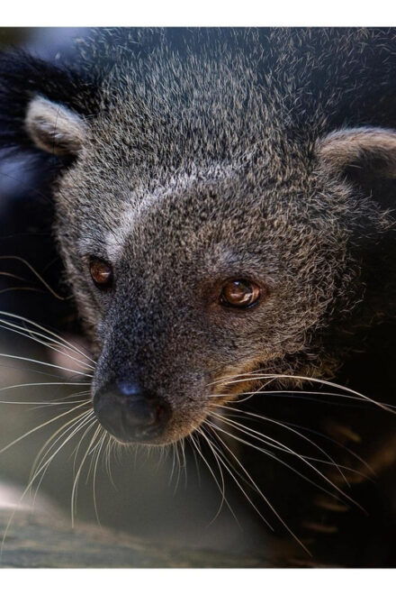 See Fireflies & Wild Animals in Cuc Phuong National Park - Inclusions for Your Trip