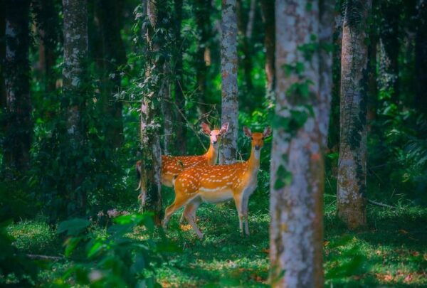 See Fireflies & Wild Animals in Cuc Phuong National Park - Wildlife You Might See
