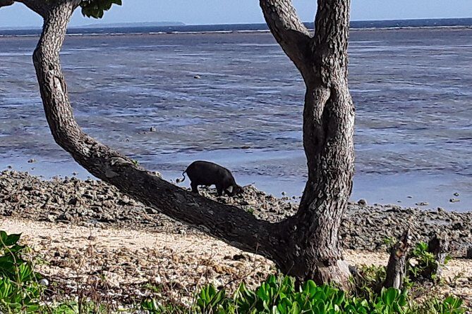 See Hear and Experience Full Island tour - Who Will Love This Tour?