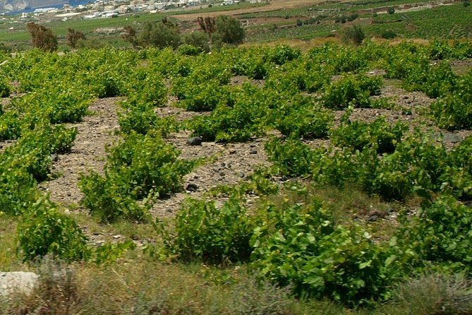 See Santorini in 4 Hours - Tailor Made Tour!!! - Traveler Reviews and Ratings