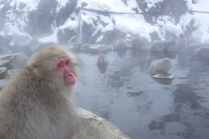 See Snow Monkeys on a Private Day Trip from Tokyo by Bullet Train - Good To Know