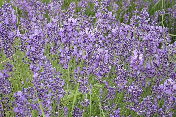 See the Hungarian Sea: Lake Balaton - Operational Details by Program Centrum Ltd