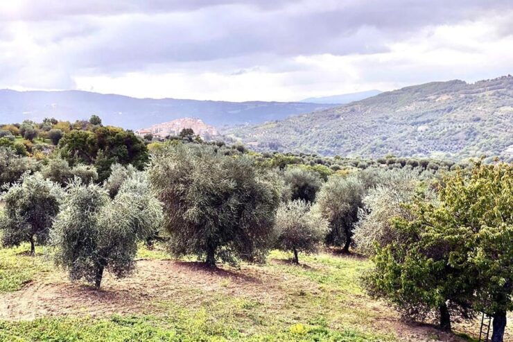 Seggiano: Extra Virgin Olive Oil Museum Visit and Tasting - Good To Know