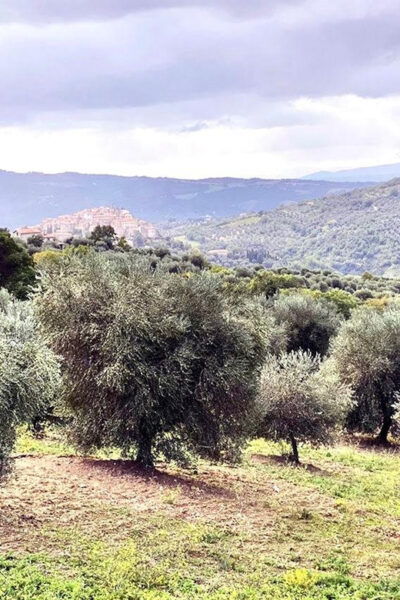 Seggiano: Extra Virgin Olive Oil Museum Visit and Tasting - Olive Oil Museum Exploration