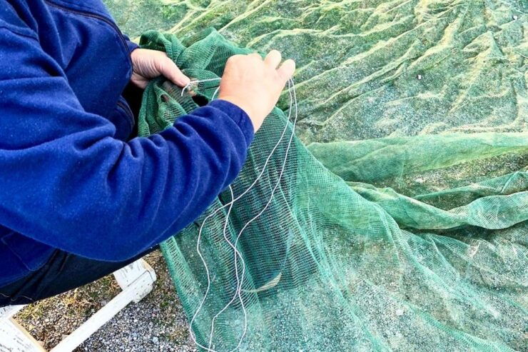 Seggiano: Typical Tuscan Farm Tour With Olive Oil Tasting - Good To Know