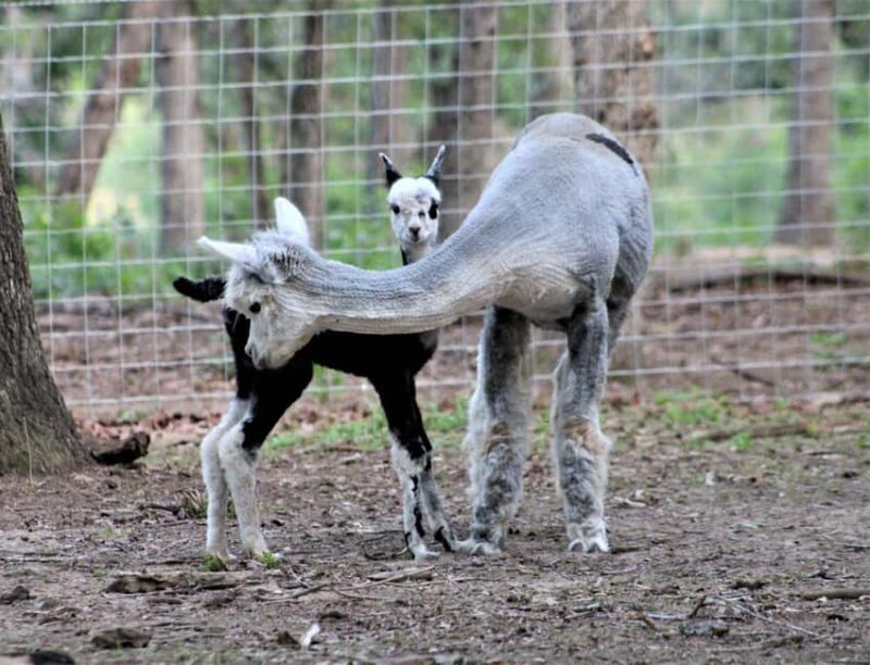 Seguin: Alpaca Experience and Adventure Tour - A Deep Dive into the Alpaca Experience and Adventure Tour