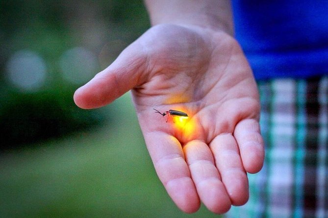 Sekinchan Paddy Field, Fishing Village & Kuala Selangor Fireflies Tour - Kuala Selangor Fireflies Tour
