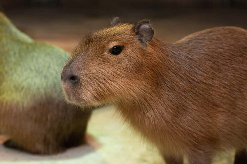 Selangor : Just Farm at Just Pets Megastore Ticket - FAQs