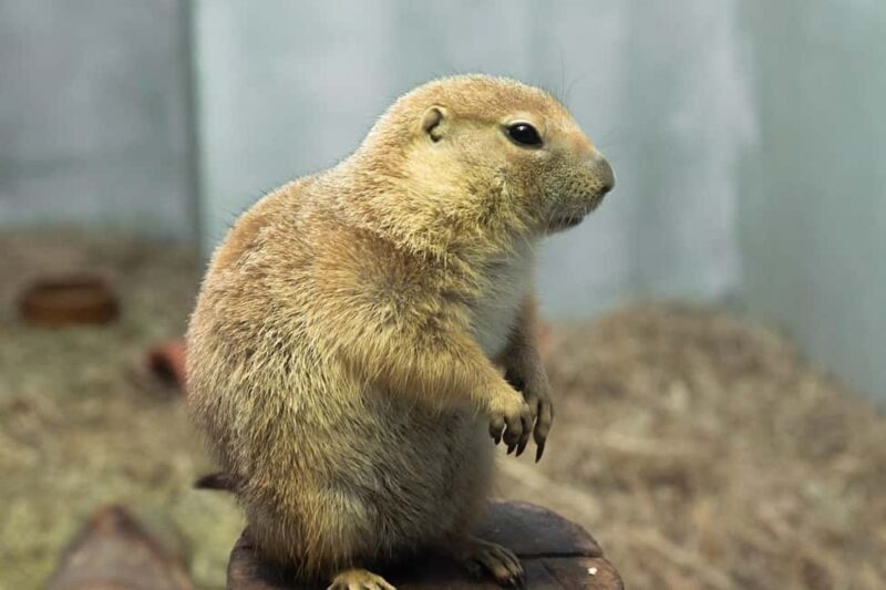 Selangor : Just Farm at Just Pets Megastore Ticket - The Location and How to Get There