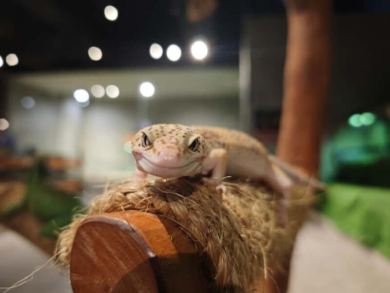 Selangor : Just Farm at Just Pets Megastore Ticket - Who Will Love This?