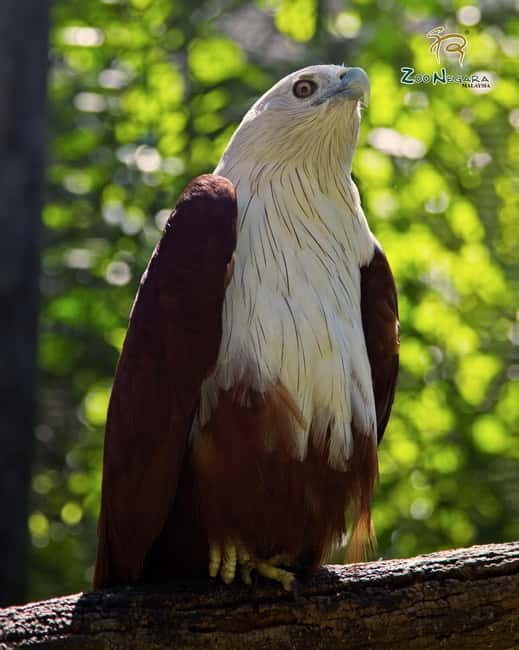 Selangor: Zoo Negara E-Ticket - What Is Included in the E-Ticket?